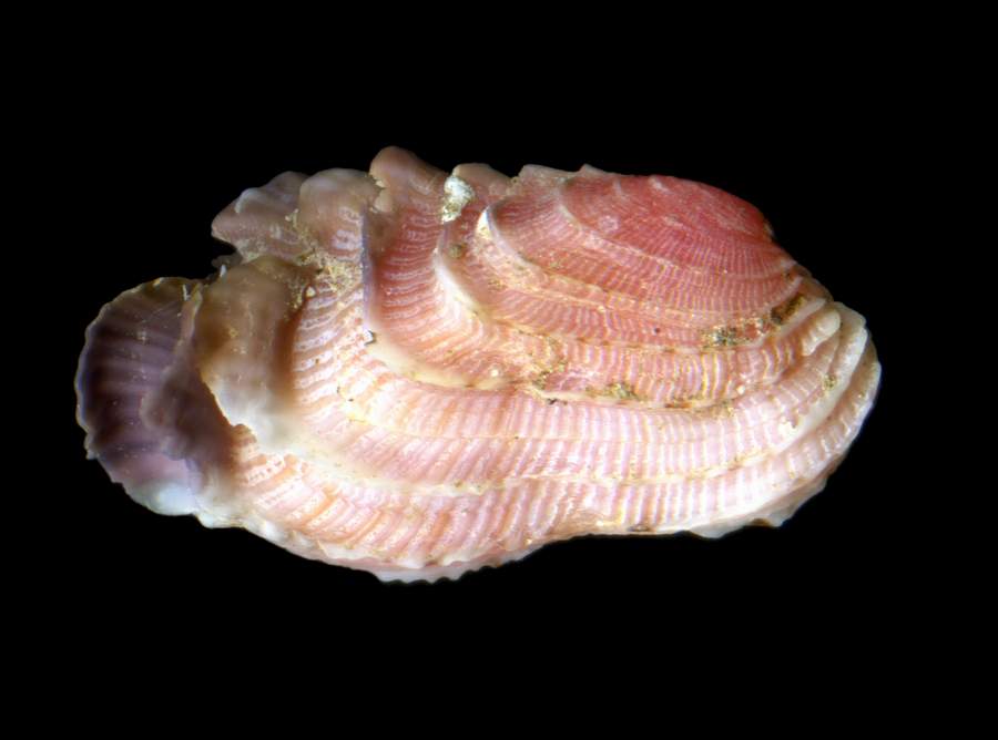 Veneridae Irus irus (Linn, 1758) mm13x7